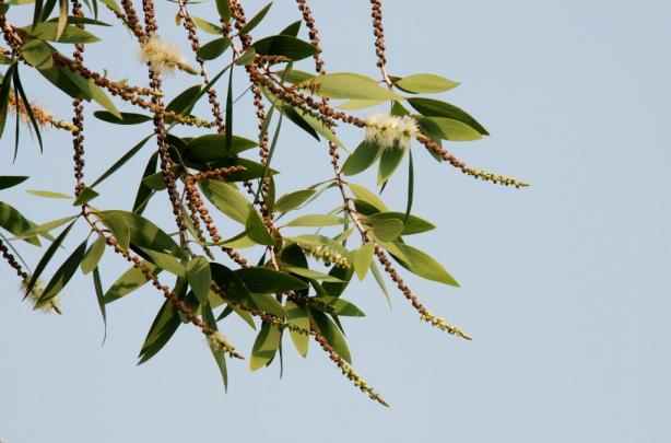 Cajuput Essential Oil 1oz